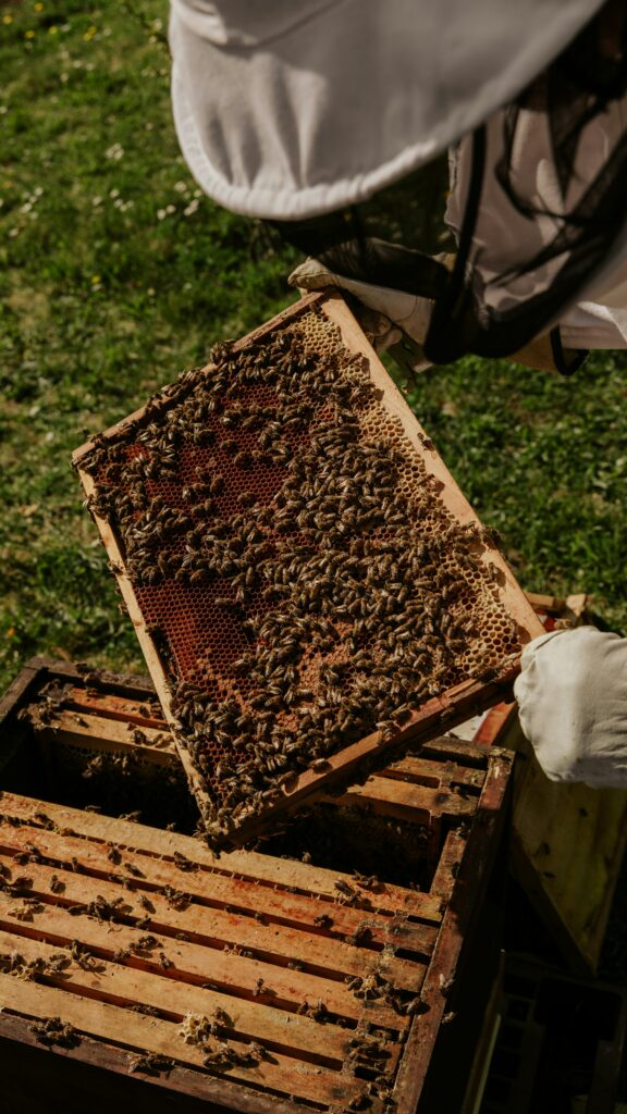 Cadre de ruche couvert d’abeilles