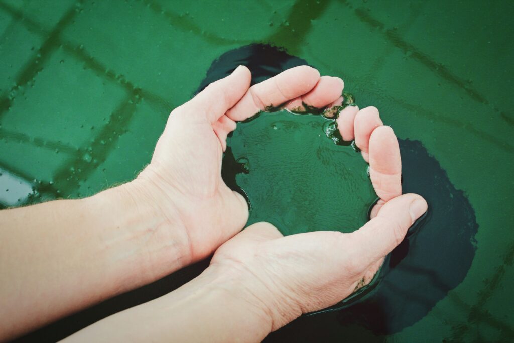 Spiruline fraîche